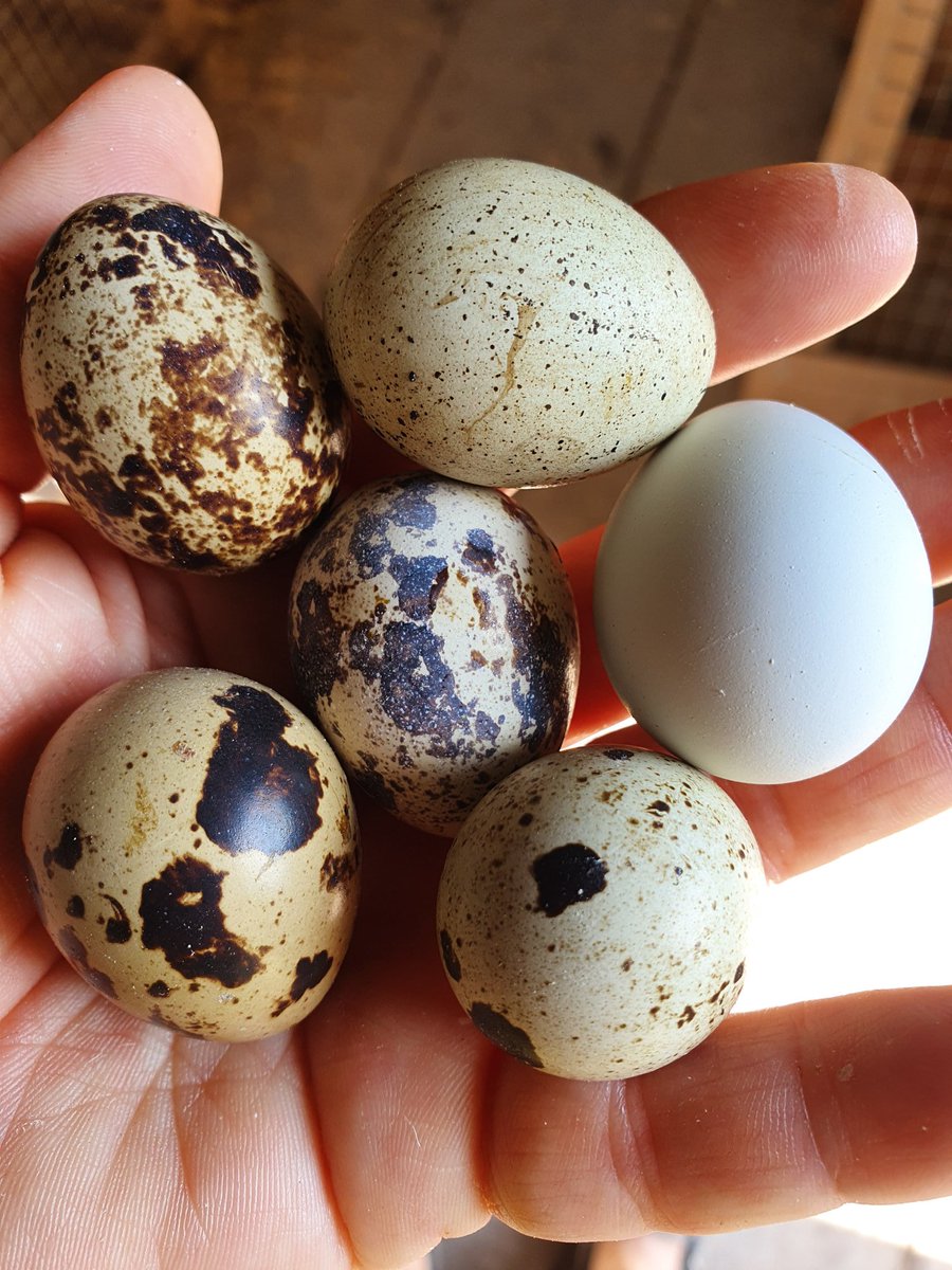 LoveQuail's tweet photo. Every now and then the girls throw out a pure white #nospeckles #quaileggs #quailyeah https://t.co/bZcPb4w00W