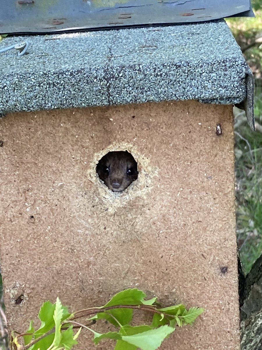 Rabbit_ings's tweet photo. Checking nest boxes today came across this weasel looks to have made the box it’s home https://t.co/W1q97cnZ4m
