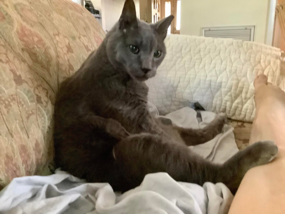 MeowMoeDotCom's tweet image. When you #Interrupt his #Television #Viewing.
 
#Cats #Cat #Kittens #Kitten #Kitty #Pets #Pet #Meow #Moe #CuteCats #CuteCat #CuteKittens #CuteKitten #MeowMoe

meowmoe.com/630993/when-yo…
 
.