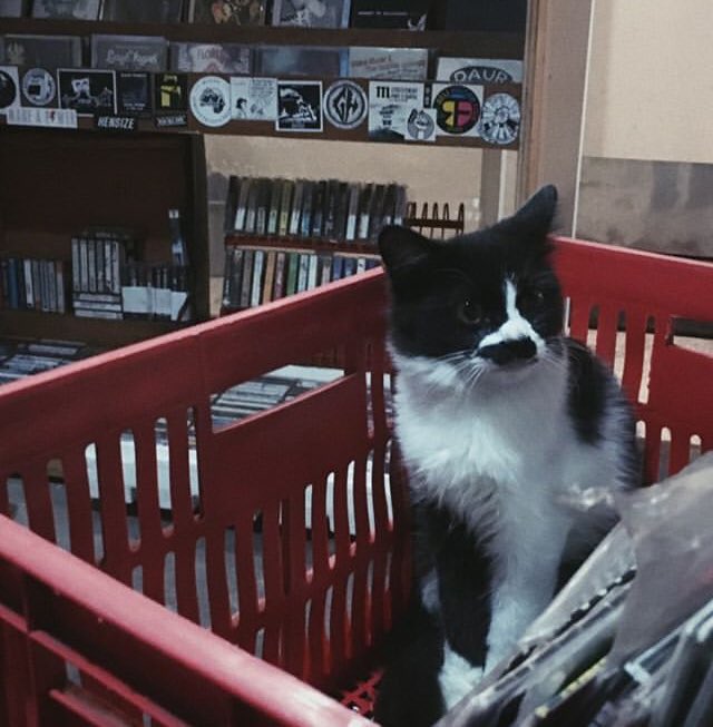 ada yang lagi nyari vynil black metal nih, sampe makai corpse paint segala 😺