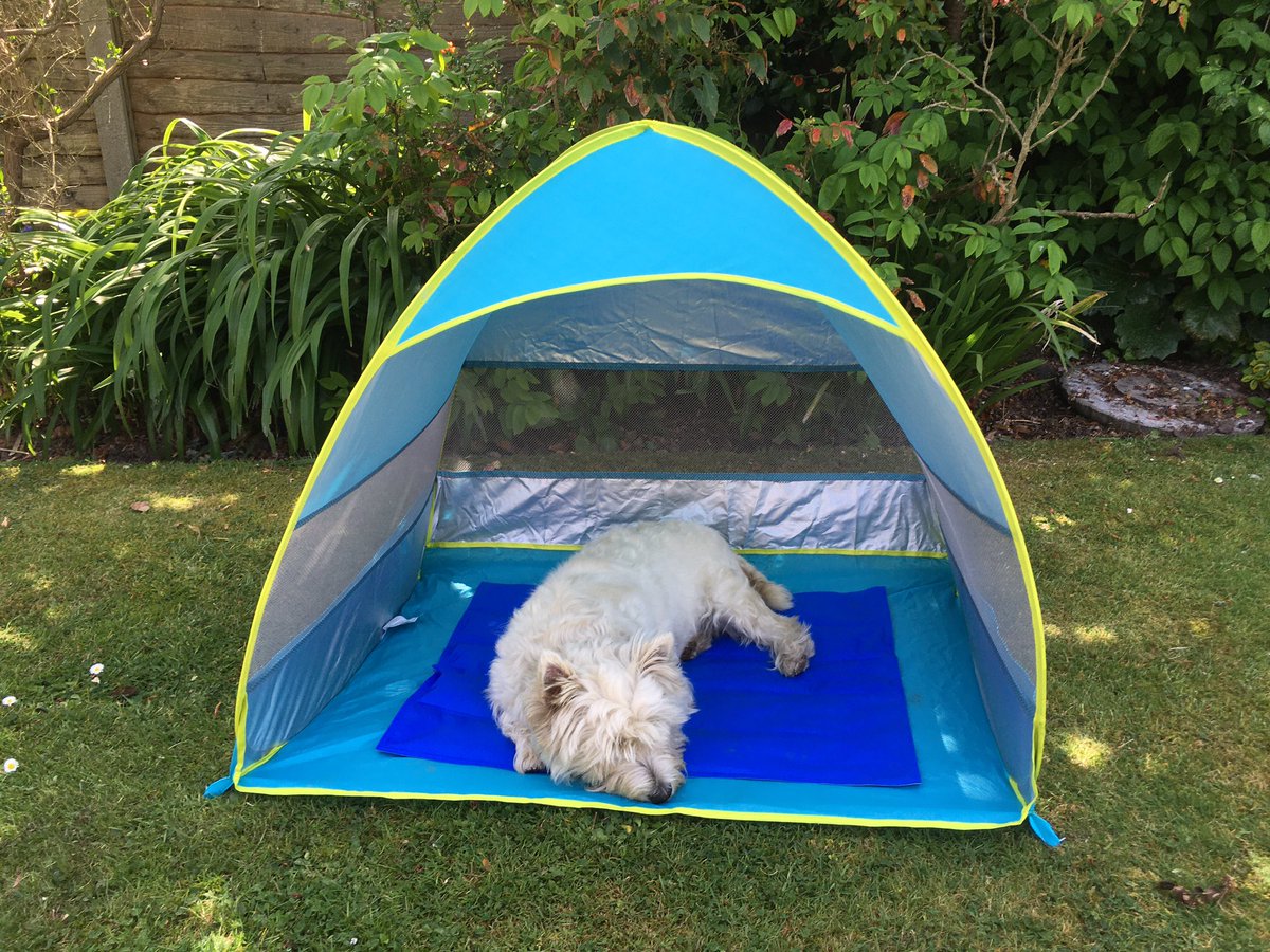 Millie snoozing on her cool mat in her tent. She needs the rest after rushing round the garden and digging two huge holes.