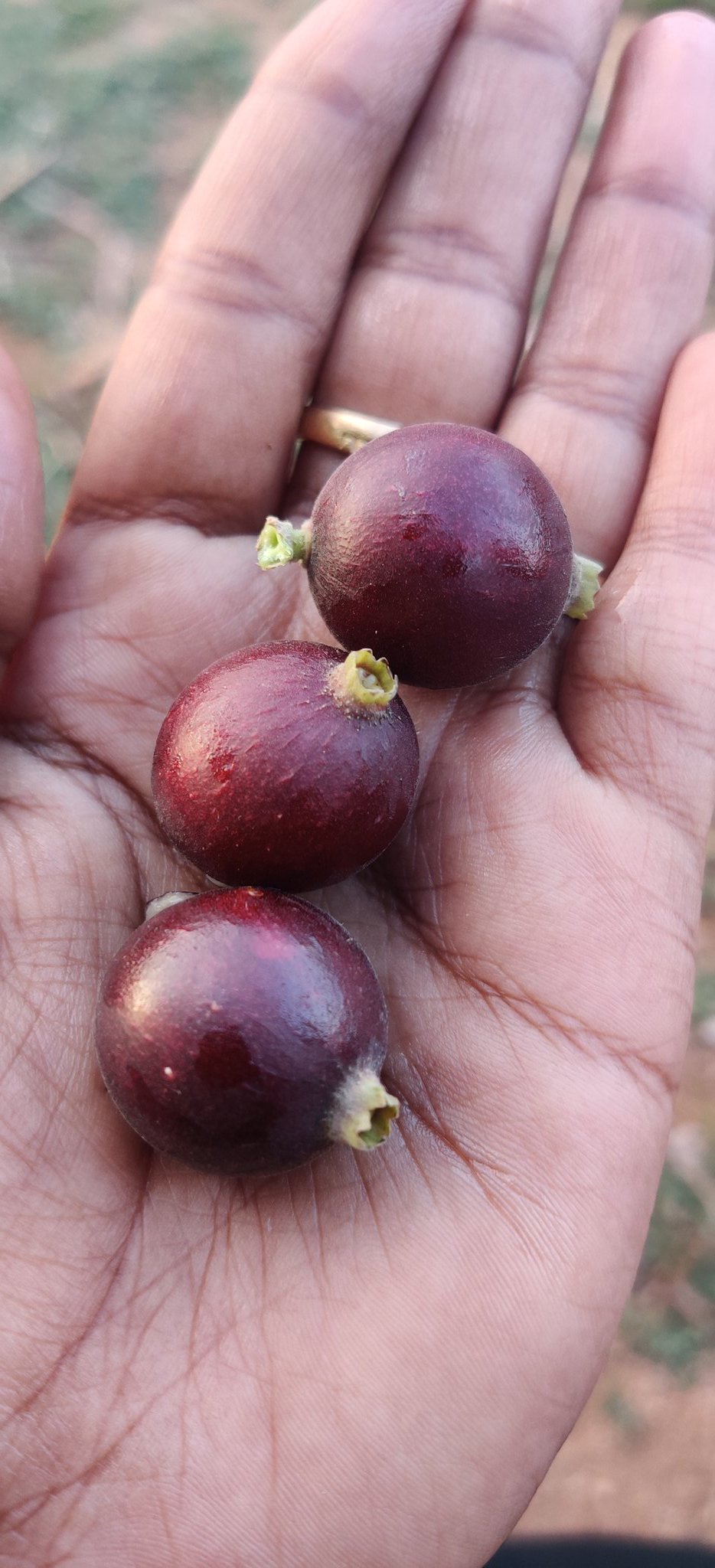 figs-in-tagalog-word-great-selection-gbu-hamovniki-ru