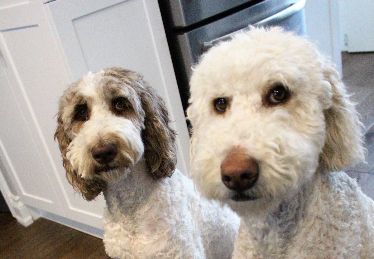 DoodleNessa's tweet image. There are 2 types of people in the world:
1)Those that understand + appreciate sarcasm
2)Fluffin morons
#SaturdayMorning 
#DogsofTwittter