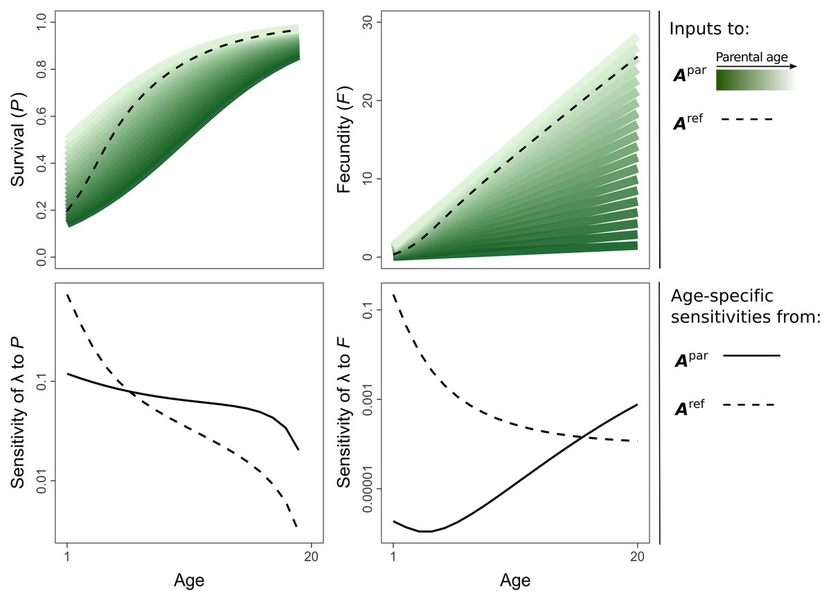 pmbarks's tweet photo. Positive parental age effects do opposite, and in extreme cases can lead to selection gradients that increase with age throughout adulthood, contrary to predictions from classic theory. However, in most cases parental age effects have a relatively small impact on selection https://t.co/3UxvVH8yrH