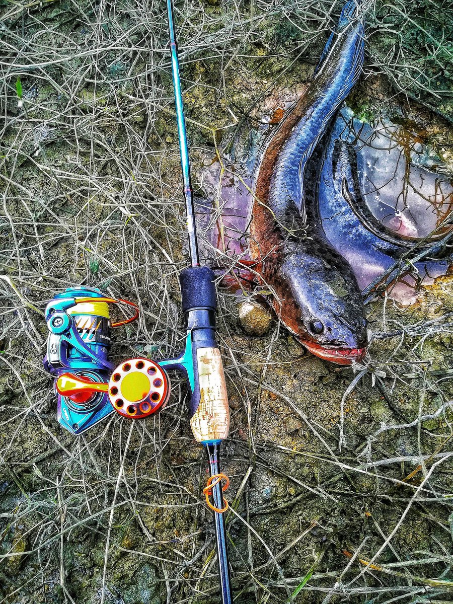 ZAzizie's tweet photo. Update..
Lesen #pkp fuhhhhhh hilang gigil sket. Arini bsama sifu Morello Tzm kt port dia.. #alhamdulillah ada rezeki ikut balik. #haruan. Hanyirr set baru #ultralight
#Seahawklightpro800
#Seahawkflexi 2-4lb
#softfrog
#10lb https://t.co/OC8vCxjaqx