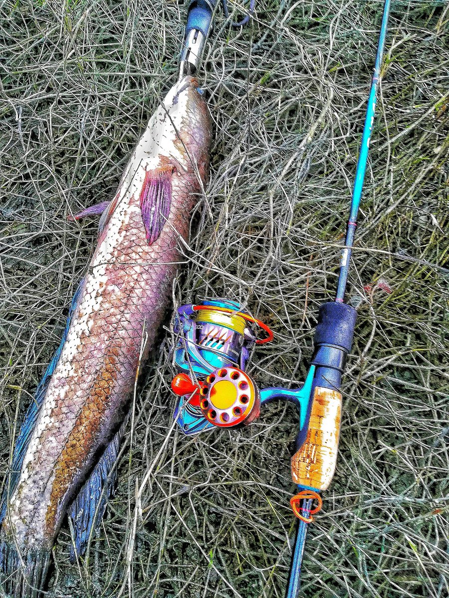ZAzizie's tweet photo. Update..
Lesen #pkp fuhhhhhh hilang gigil sket. Arini bsama sifu Morello Tzm kt port dia.. #alhamdulillah ada rezeki ikut balik. #haruan. Hanyirr set baru #ultralight
#Seahawklightpro800
#Seahawkflexi 2-4lb
#softfrog
#10lb https://t.co/OC8vCxjaqx