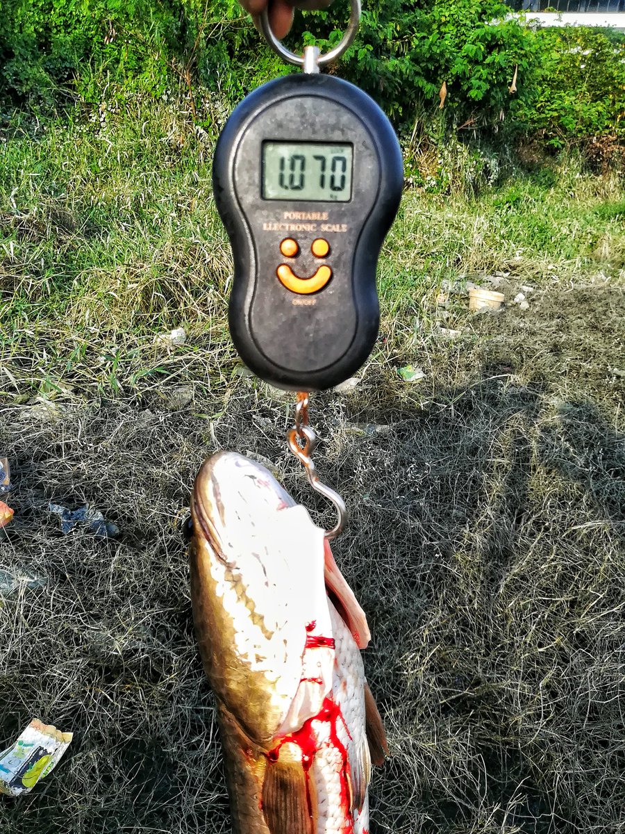 ZAzizie's tweet photo. Update..
Lesen #pkp fuhhhhhh hilang gigil sket. Arini bsama sifu Morello Tzm kt port dia.. #alhamdulillah ada rezeki ikut balik. #haruan. Hanyirr set baru #ultralight
#Seahawklightpro800
#Seahawkflexi 2-4lb
#softfrog
#10lb https://t.co/OC8vCxjaqx