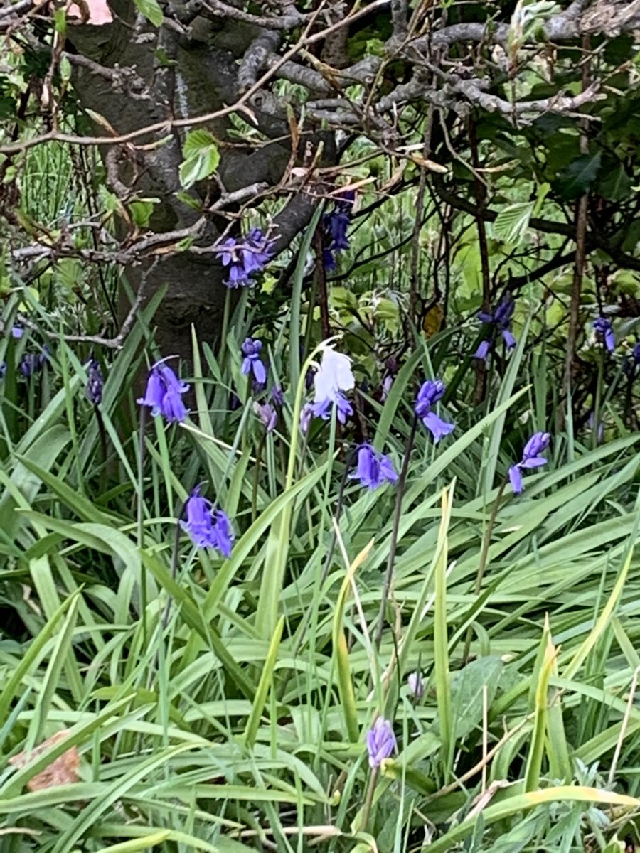 cathyjamieson's tweet photo. Great projects to support ##refugees and #youngparents which will benefit from funds raised. Here are some more pics from my 5 miles this morning! #WalkDownTheLockdown https://t.co/xlFsO4j6HD