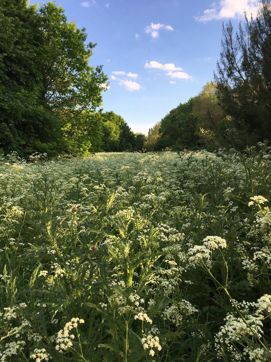 This. 15 minutes’ walk from my house in South Wimbledon. #treasure #hiddennature