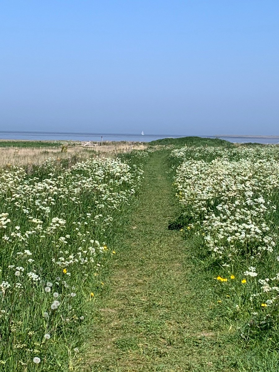 Bofkonten zijn het, de gasten die dit weekend in Villa Nieuwland logeren. #vermijddrukte Wees welkom aan de #Waddenzee!