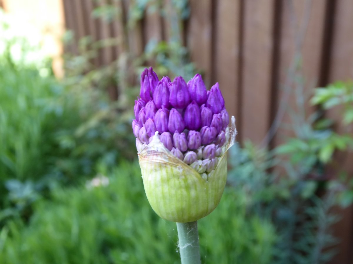 Girlinthe's tweet photo. #AlliumWatch day 16a: 11am. #GardenNotes #TinyJoys #SolaceinNature https://t.co/cR5hLvsMjw