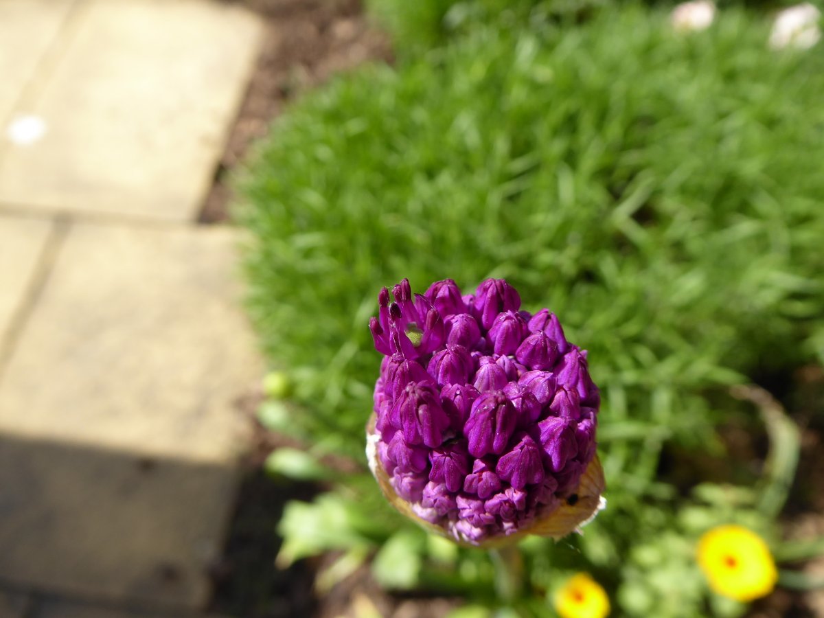 Girlinthe's tweet photo. #AlliumWatch day 16b: 1.45pm.  #GardenNotes #TinyJoys #SolaceinNature https://t.co/U42wqyuo6T