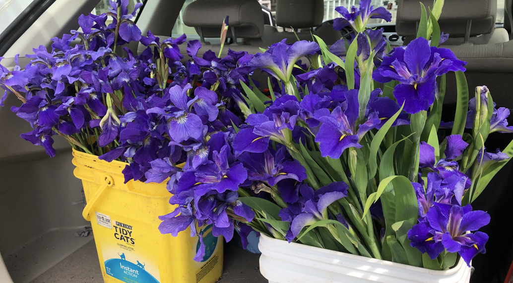 BethRMonroe's tweet photo. So many acts of kindness this #MothersDay: Brookland Park Community Garden in #RVA making bouquets for moms in senior apartments in Highland Park and Jackson Ward who can't see family this year https://t.co/SjsEsAQv3z