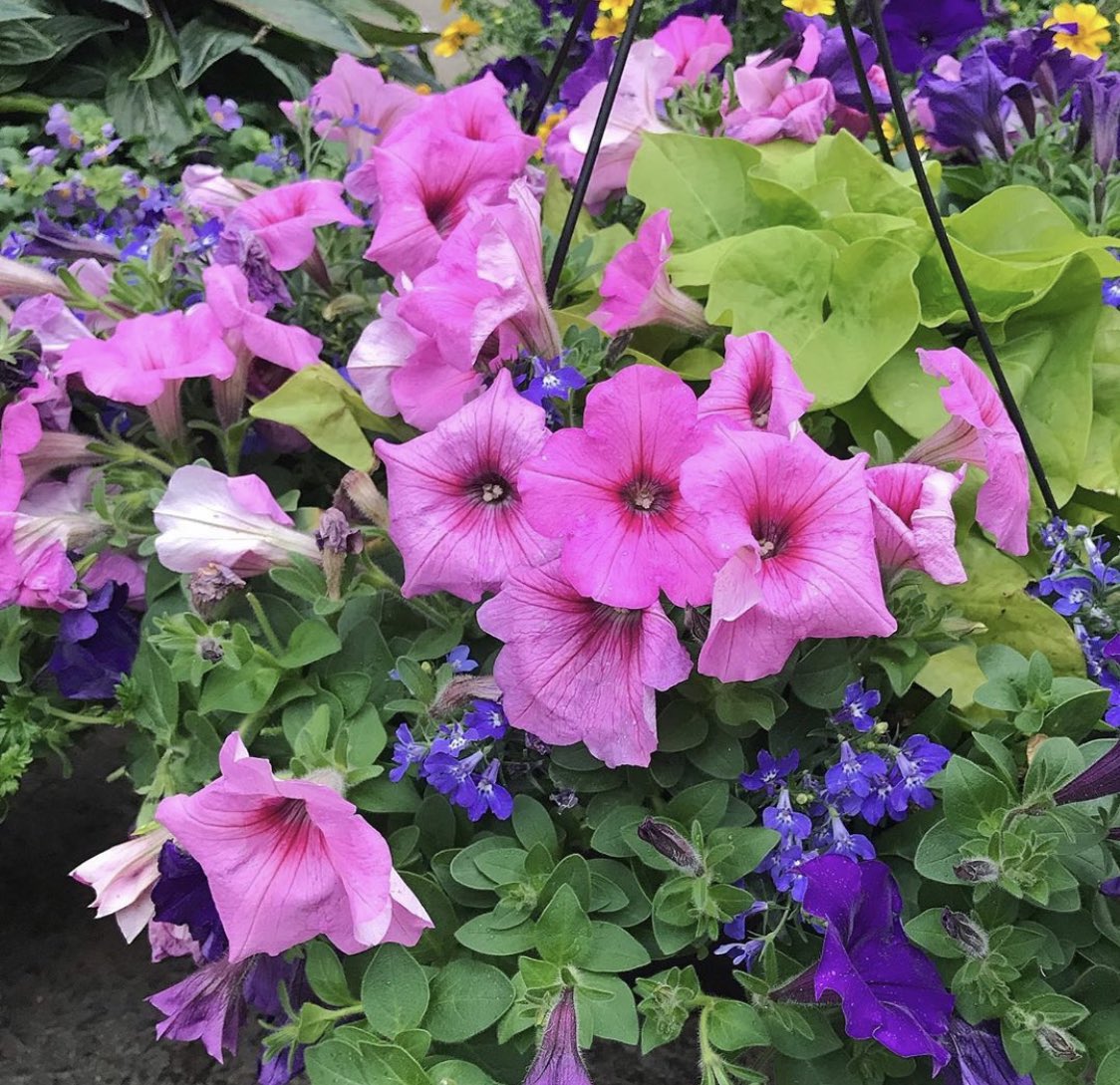 Halifax Seed Company on Twitter "In anticipation of opening our garden