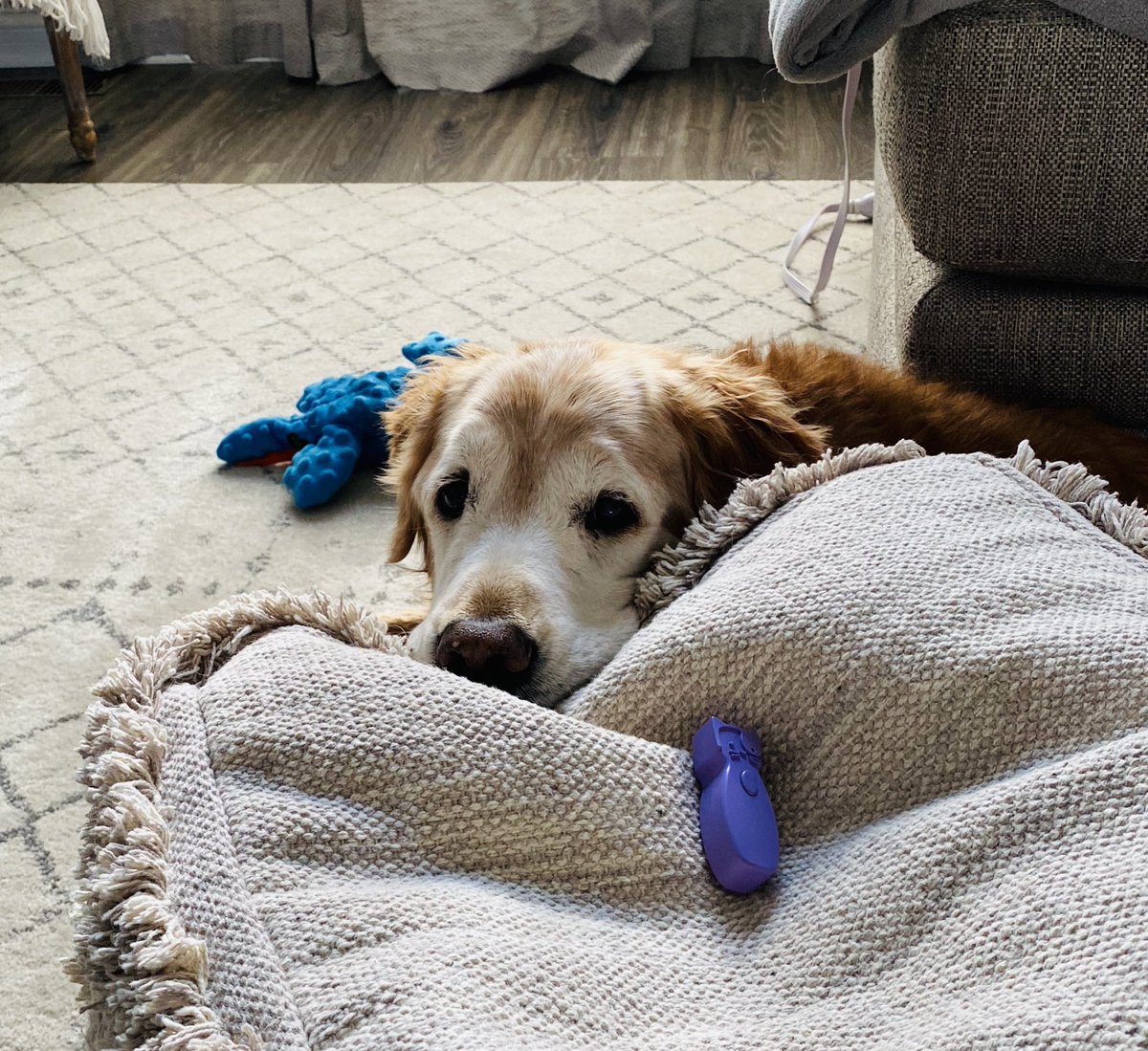 thedog_max's tweet photo. #stealthmode https://t.co/EWjYL45h5o