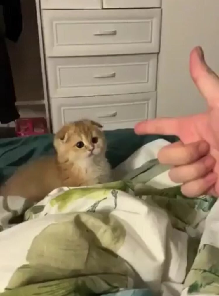 abood albashtawy (@albashtawyabood) on Twitter photo 