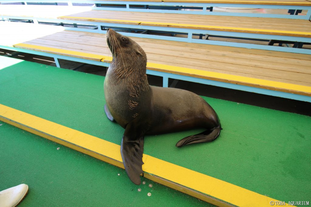 鳥羽水族館 Toba Aquarium Twitter પર 僕の私のやさしいヒレアシ学入門 皆さんこんにちは 5回目となる今回紹介するのは ミナミアフリカオットセイ です アシカ科の中にさらにオットセイ亜科という小さなグループがあるのですがその中でもアフリカ大陸南部
