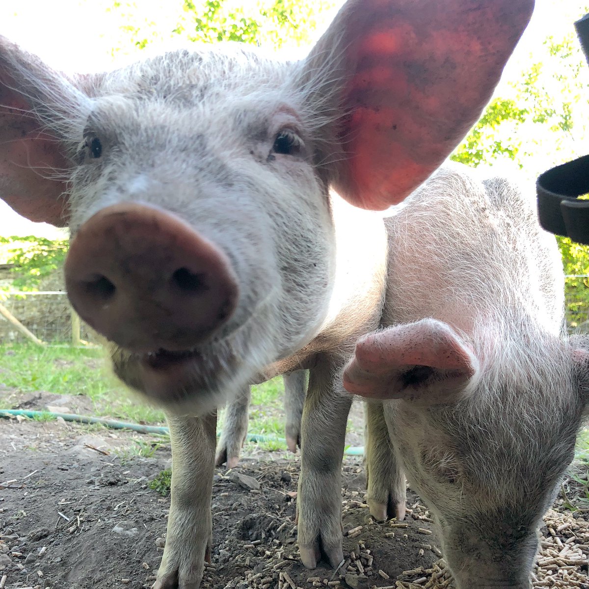 Morning! 🐽