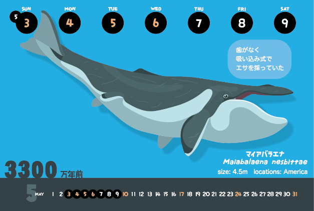 友永たろ A Twitter 今週のカレンダー マイアバラエナ 学名 Maiabalaena Nesbittae 名前 ｍaia Balaena 母のヒゲクジラ 歯もヒゲもない古代クジラ 歯で捕まえるか ヒゲで濾し取るか そのどちらでもない丸呑みという第3の選択というわけではなく 歯から