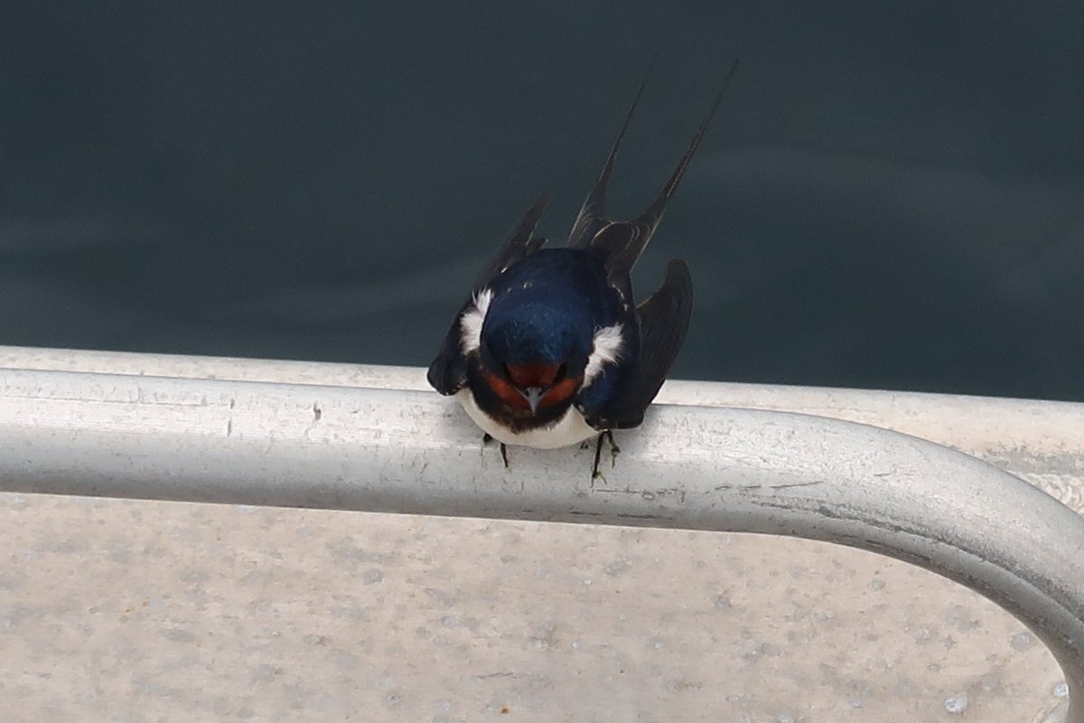 This little swallow arrived on deck this morning, Barn Swallow possibly ? ⁦<a href="/RSPBScotland/">RSPB Scotland</a>⁩ ⁦@beatricewind⁩ ⁦@CaithnessOrg⁩