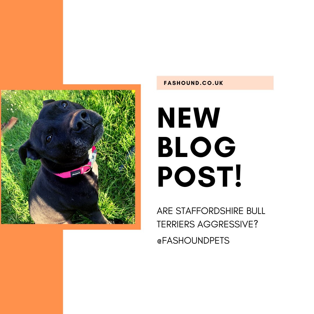 Fashoundpets's tweet photo. Did you know Staffordshire Bull Terriers are one of the most loving, caring family dogs? 
Read more in our blog!
https://t.co/HmQAW5FMNu

Buy Lola’s Hot Pink collar now!
Link in bio 👆 sign up for 15% off!

#fashound
 #staffy #staffylove #staffies #dogs #familydog #staffysmile https://t.co/SKgGSAfJfL