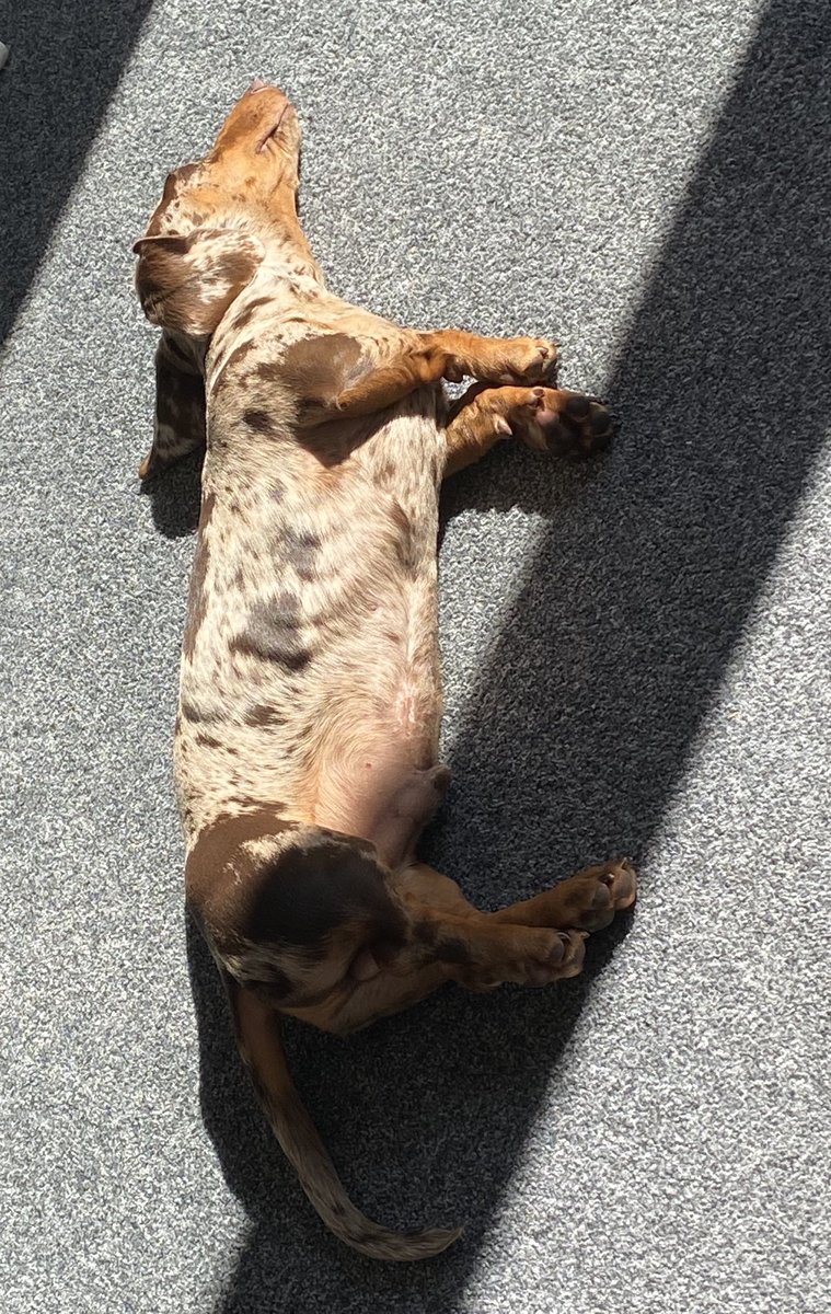 Excellent snooze in my sunpuddle