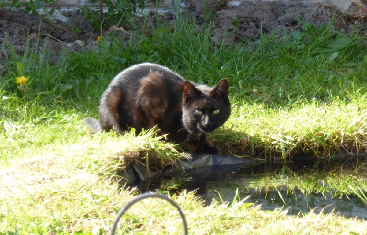 jo_cavanagh's tweet photo. Not the wildlife I was expecting to be the first visitor at the new pond 🐈🐱 #caturday #pondlife https://t.co/NR9ti450lK