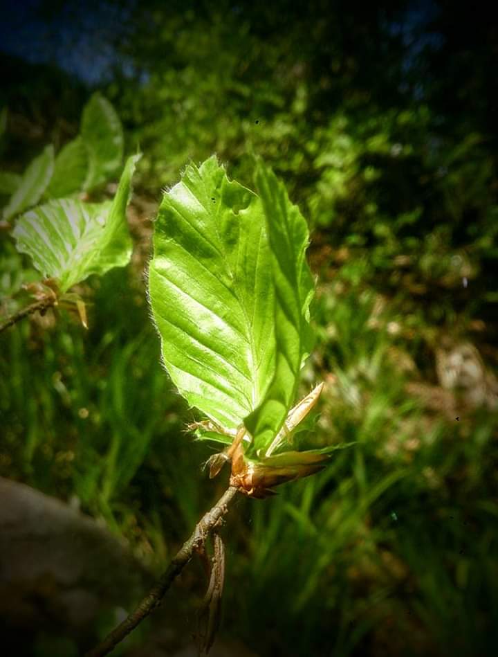 BlairvadachStew's tweet image. Day 1 of #7DaysOfNature as challenged by Steve @BlairvadachS

My theme - Edible Scotland 🏴󠁧󠁢󠁳󠁣󠁴󠁿 

Day 1 - Young Beech leaves (taste slightly limey) nom nom nom

I challenge Katie @BlairvadachK