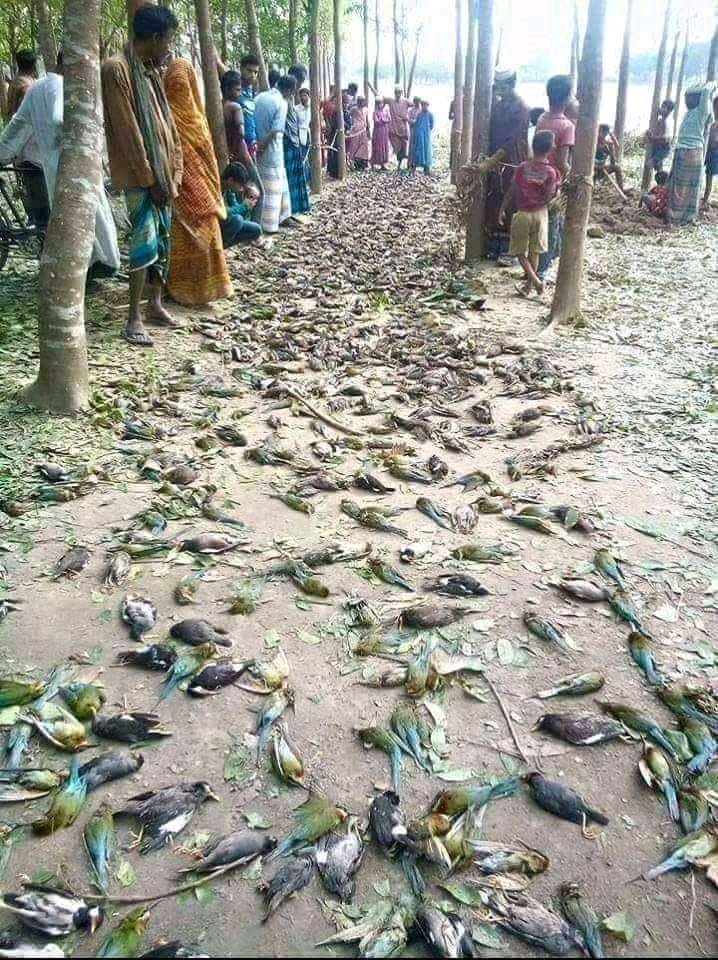 दोसि हरु  बचेकै छन   निर्दोष को येस्तो दसा😪😪😪