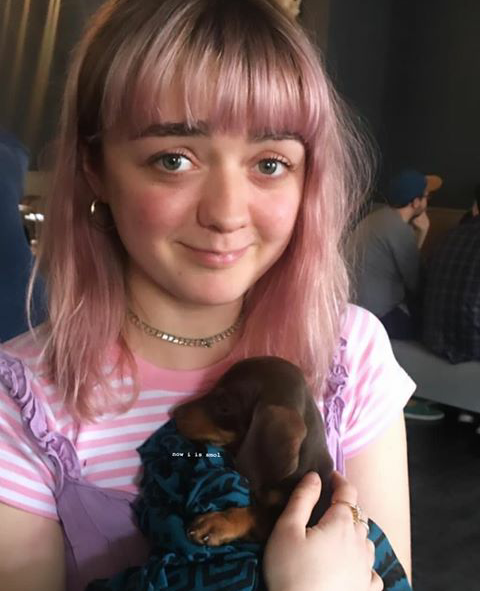 On a de beaux bébés. 🐶
Arya et moi on vous présente Astérix (mon chien) et Salami (le chien d'Arya qui est encore qu'un tout petit chiot à vrai dire!) Ils seront heureux avec nous hehe.