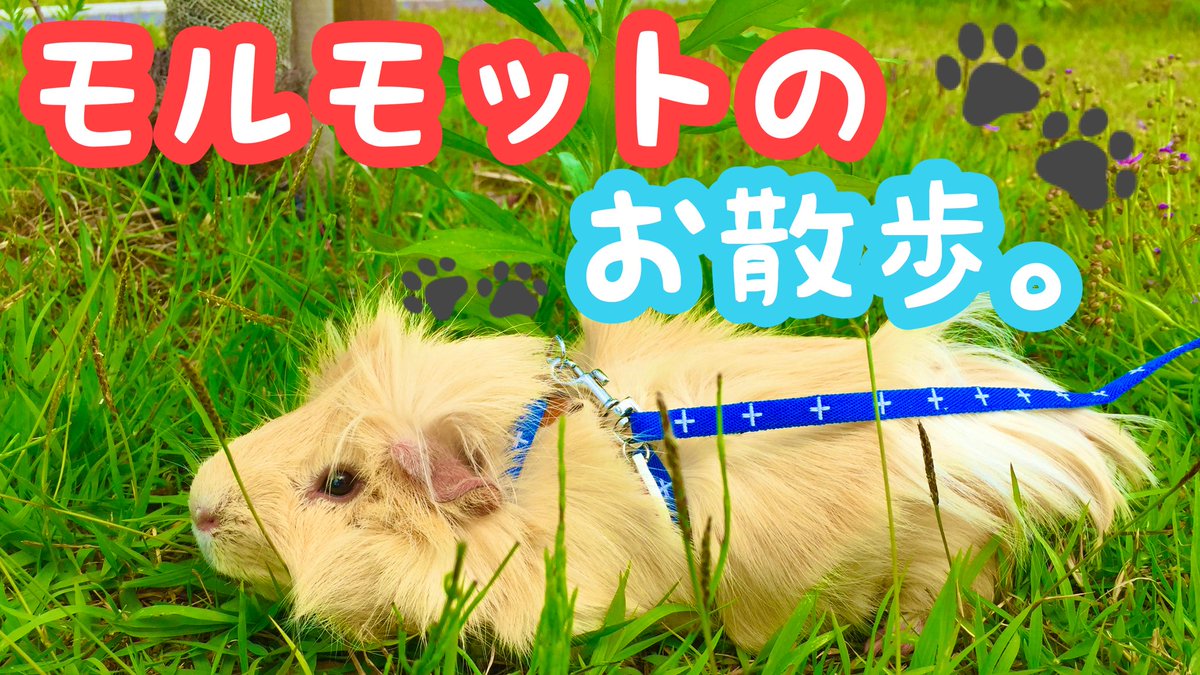 aya_godzilla's tweet photo. YouTubeあがりました❤︎見てね！ ▼YouTube https://t.co/1dXgZ8aPCU ▼Instagram  https://t.co/NXV2V06Y4r ▼LINEスタンプ   ①https://t.co/IkyO337V97   ②https://t.co/vZYgZyf7aE  #モルモット #動物  #もふもふ https://t.co/6XqNbKRAga