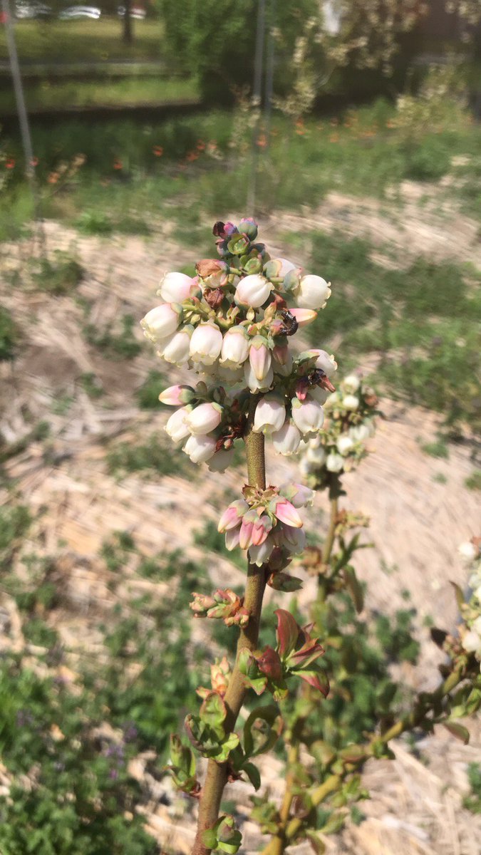 はなまる Hana Maru Berry Twitter