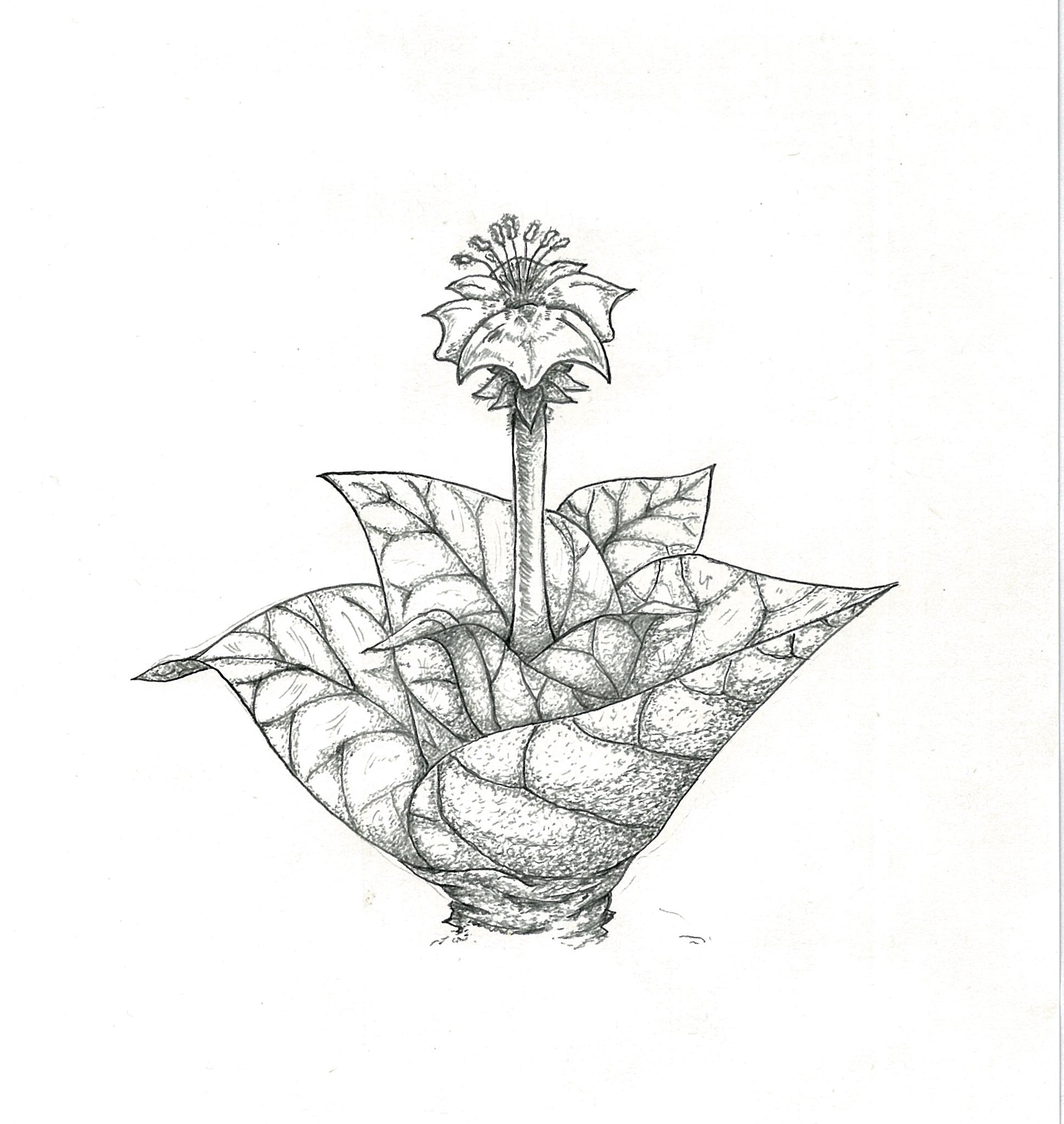 ガセ植物 Yc1eweeeoyc5sne Twitter