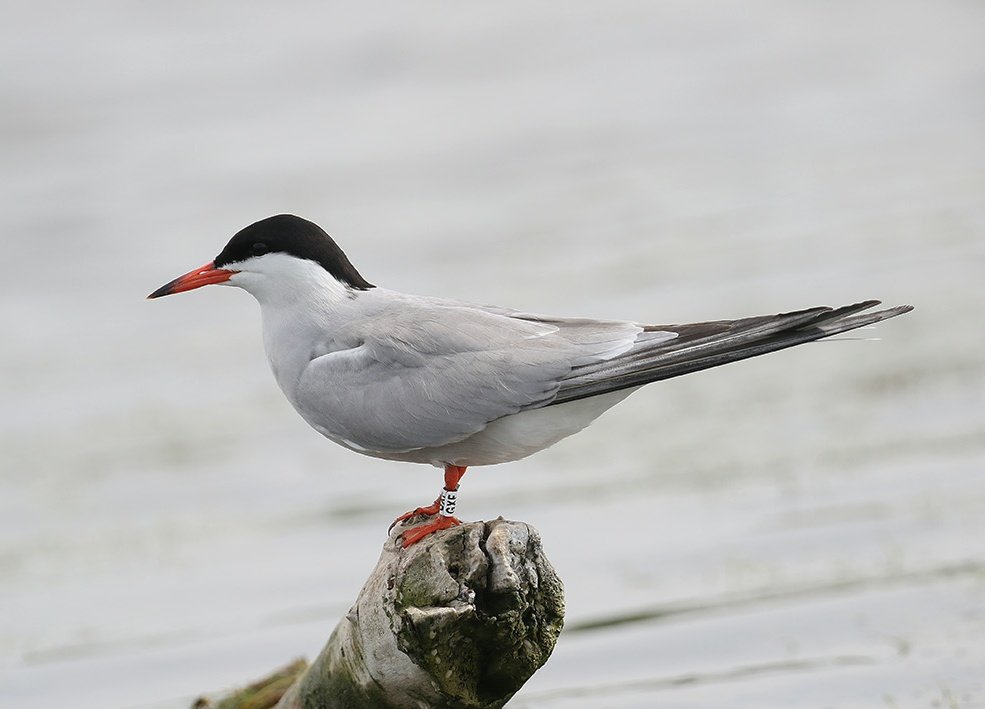 avesibericas's tweet photo. Hoy es el #DiaMundialdelasAvesMigratorias
#WorldMigratoryBirdDay
Las aves migratorias conectan el planeta que habitamos, sin entender de fronteras ni conflictos.

Este charrán común (Sterna hirundo) fue anillado en Israel y observado en Rumanía, a 2.000 km en línea recta. https://t.co/tLKCfwMRYa