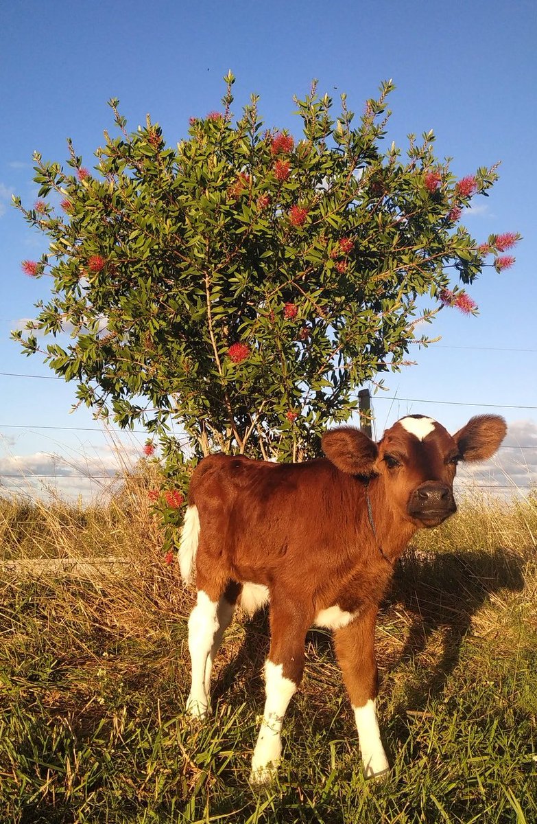 CowoftheDay1's tweet photo. 📅 9th May 2020 https://t.co/CXYYW93exQ