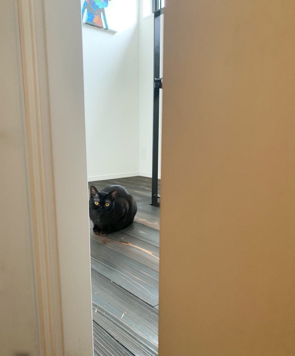 LION_BOMBAY's tweet photo. 盗撮バレた。
#黒猫 #猫好きさんと繋がりたい #ボンベイ猫 https://t.co/XspTjHtlk5