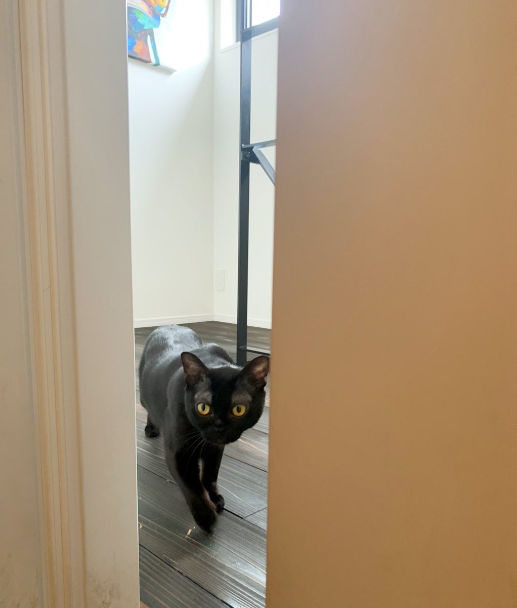 LION_BOMBAY's tweet photo. 盗撮バレた。
#黒猫 #猫好きさんと繋がりたい #ボンベイ猫 https://t.co/XspTjHtlk5