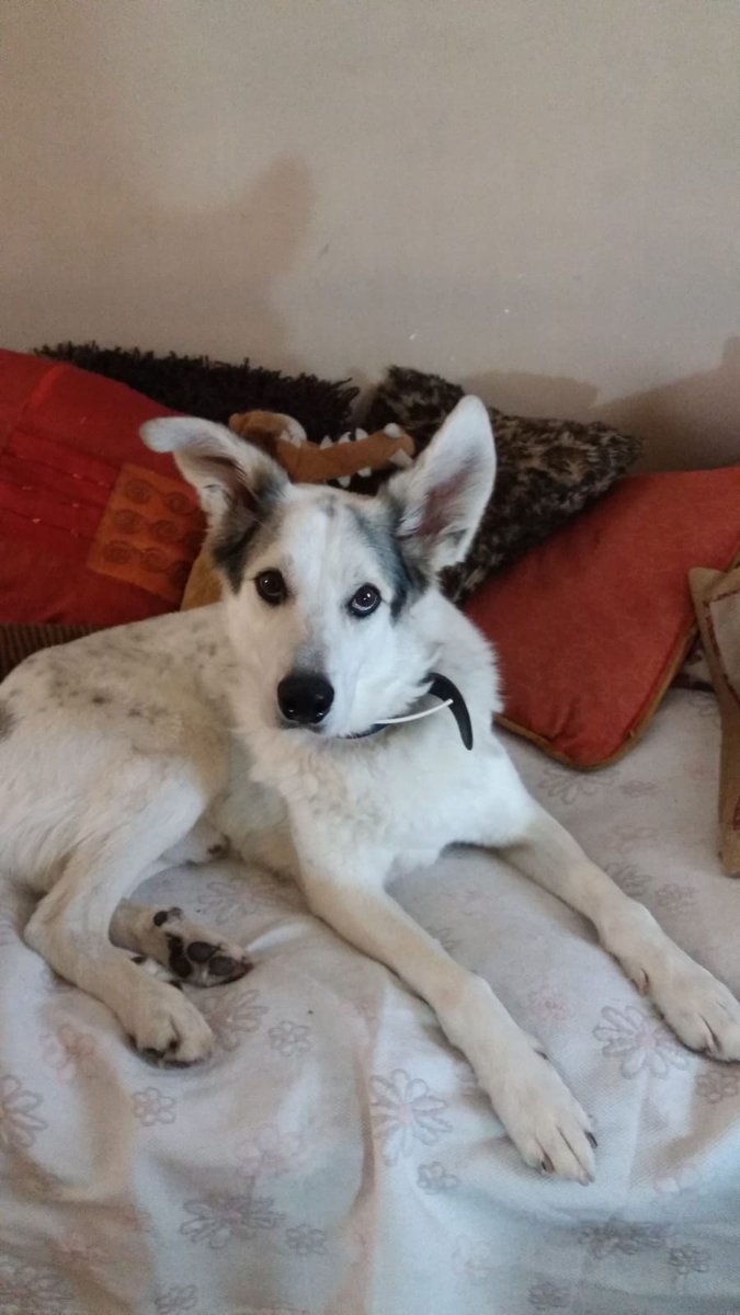 acudame's tweet photo. Iam, 7 años con nosotros, sin nadie que se fijará en el y viviendo una cadena perpetua en el refugio... Y de la noche a la mñana PUM aparece una mujer dispuesta a todo por el.
Aim ha sido adoptado por fin conocerá el calor de una familia y un hogar y no podemos estar más felices! https://t.co/aGvEXH5noS