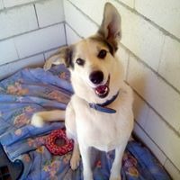 acudame's tweet photo. Iam, 7 años con nosotros, sin nadie que se fijará en el y viviendo una cadena perpetua en el refugio... Y de la noche a la mñana PUM aparece una mujer dispuesta a todo por el.
Aim ha sido adoptado por fin conocerá el calor de una familia y un hogar y no podemos estar más felices! https://t.co/aGvEXH5noS