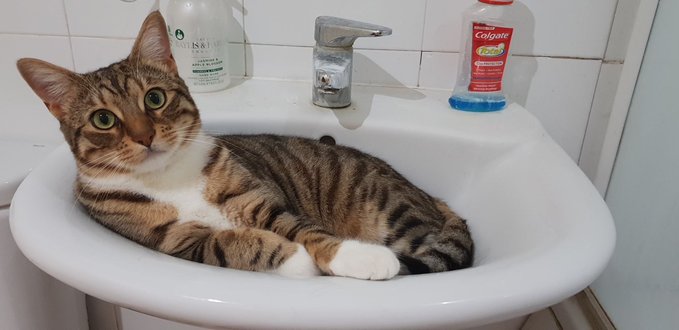 ThinkinPhilkin's tweet photo. My #cat is still missing, and he is too stupid-brave for the outside world.

Anyone taking their walks in Central #Bournemouth or #Lansdowne (BH1) can you please check bushes, under-cars, or anywhere low and dark.

He responds to Louis, but may be quiet and scared. https://t.co/CDVrhB4skL