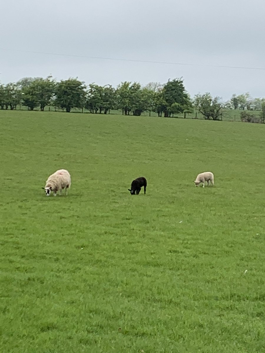 cathyjamieson's tweet photo. Pre breakfast 5 miles this morning round #Mauchline hilltop. Nice view  #Arran in distance. And #socialdistancing sheep! Why not join in and  support @thewhynottrust #WalkDownTheLockdown https://t.co/eb0DNeaJM7