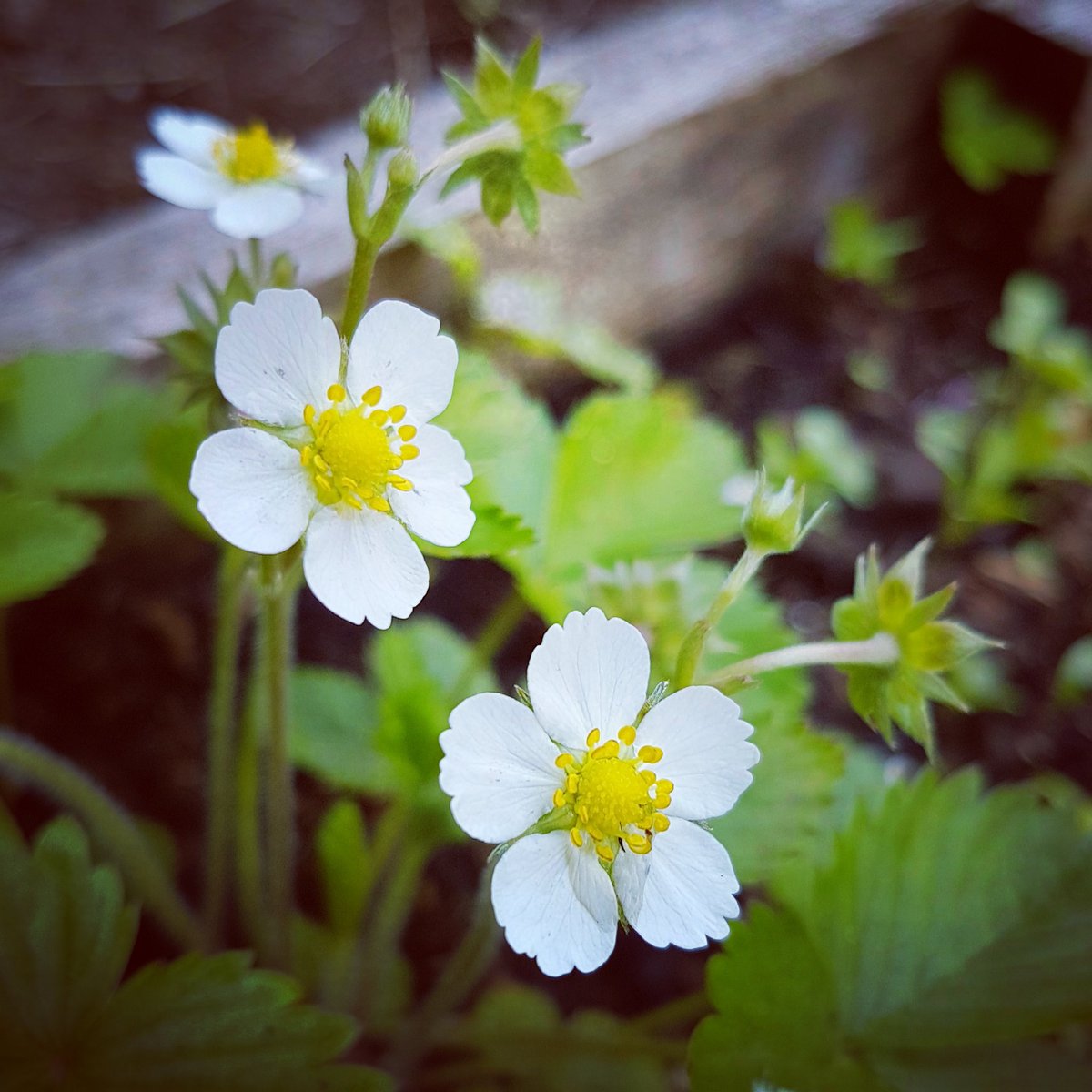 CastellUK's tweet photo. Good Morning ☀️

#Cardiff #alpinestrawberries #whiteflowers #weekendvibes #gardening https://t.co/JBr1QFo5DU