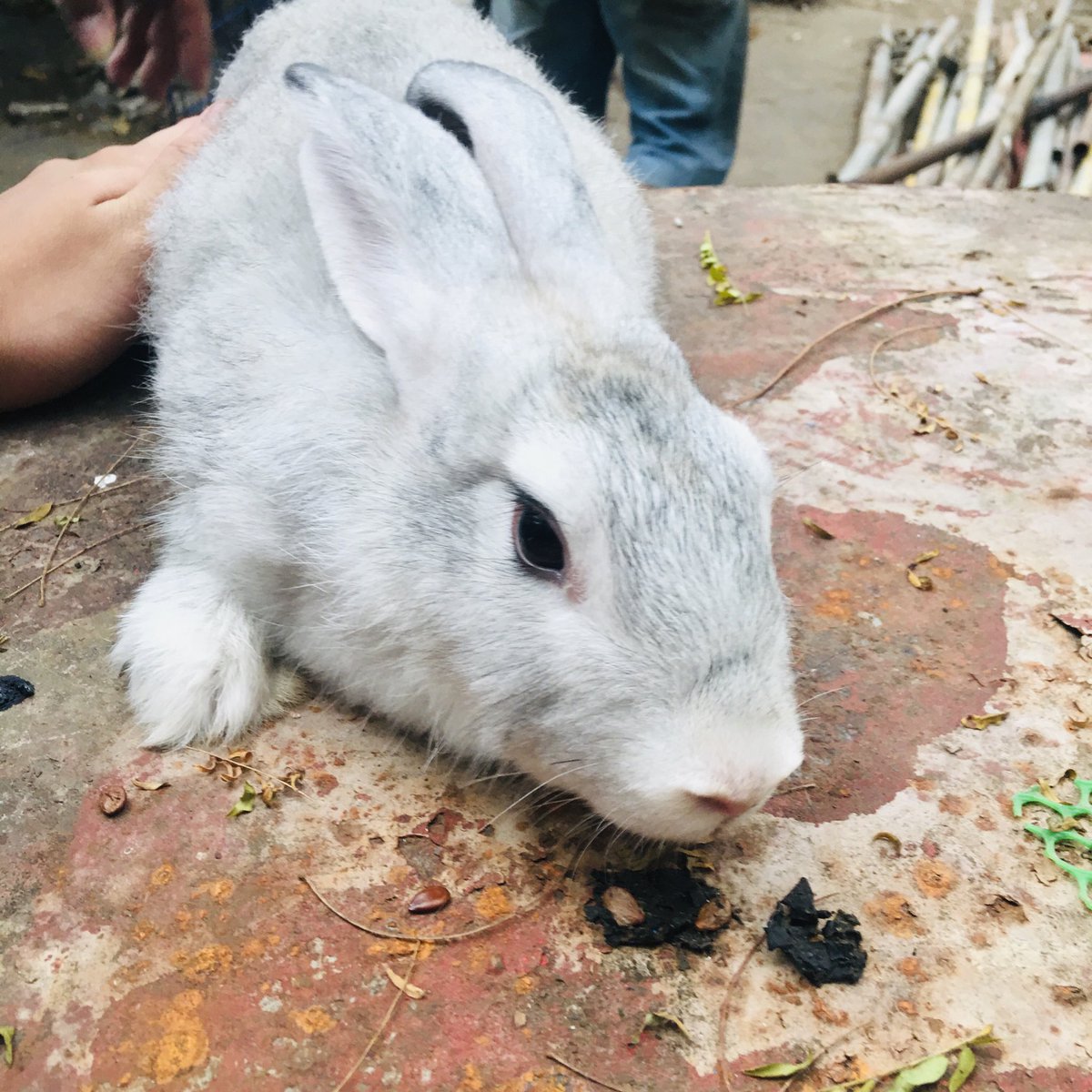 cedieboyy's tweet photo. my babies 🐰🥰 https://t.co/fIaFWnFplH