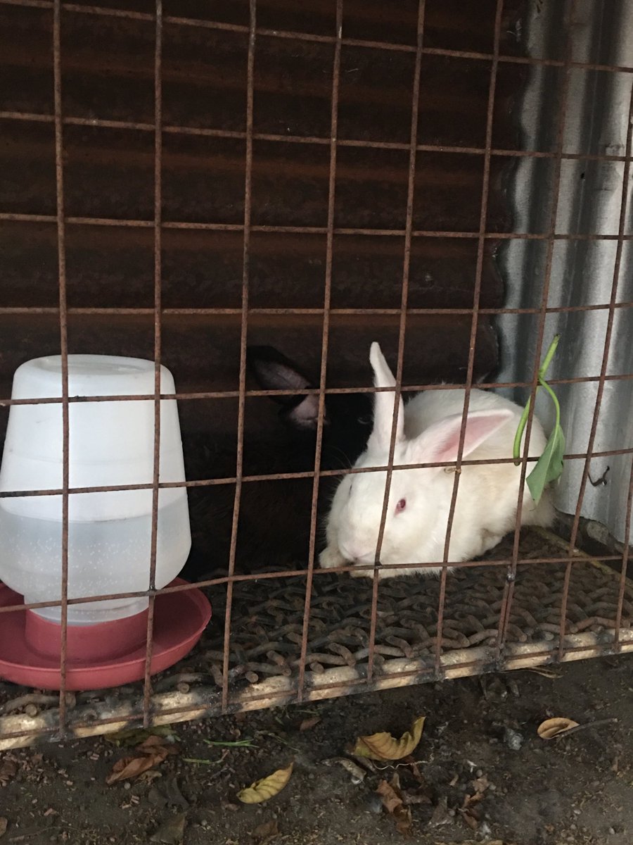 cedieboyy's tweet photo. my babies 🐰🥰 https://t.co/fIaFWnFplH