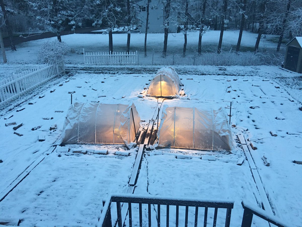 Good morning from our snow patch. Thank goodness we have back up plants inside!