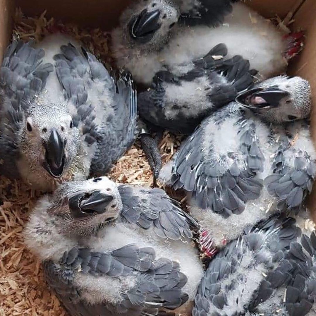 exotic birds with eggs for sale (@oliviah32162186) on Twitter photo 
