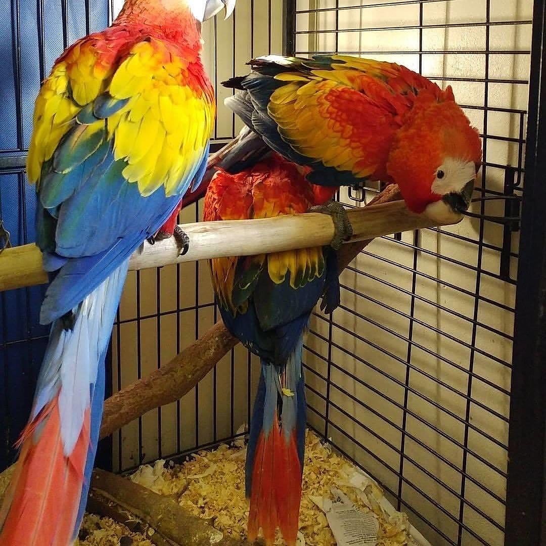 exotic birds with eggs for sale (@oliviah32162186) on Twitter photo 