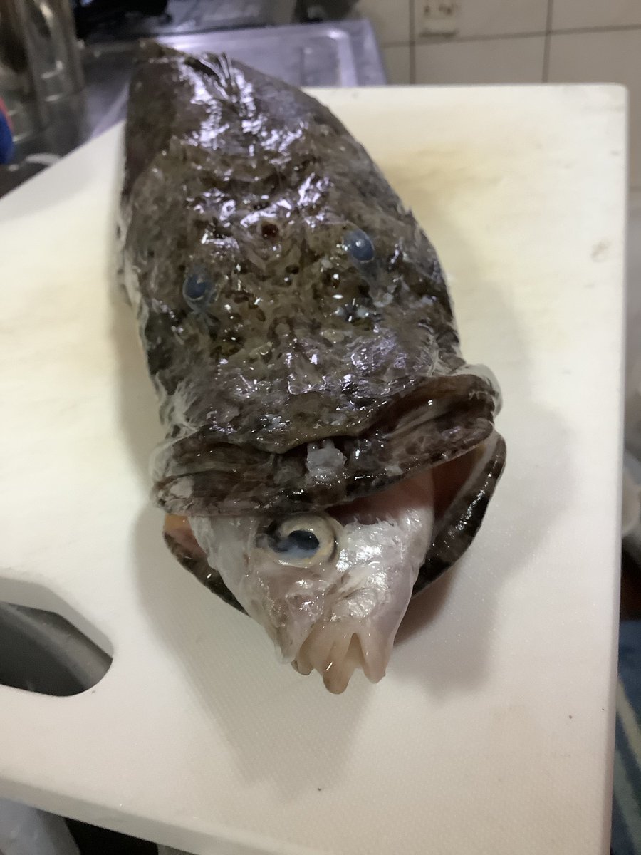 ワニゴチ