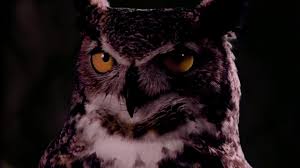 Сова из сериала твин пикс. Постер сова. Твин пикс филин. Сова кадр в твин пикс. Совиный знак твин пикс.