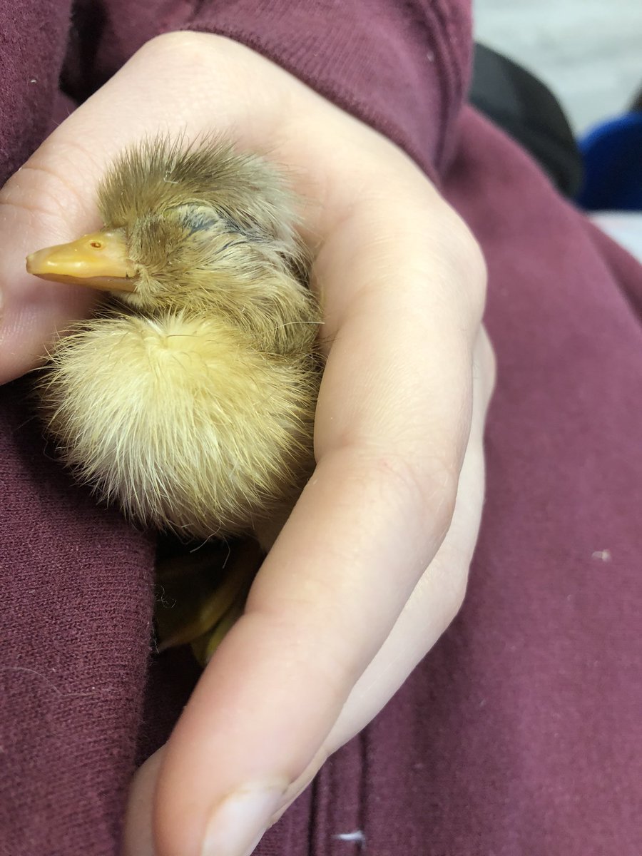 This is Cuthbert! He hatched out at about 1.30am. His mummy is very proud <a href="/zooboi420/">Michael</a>